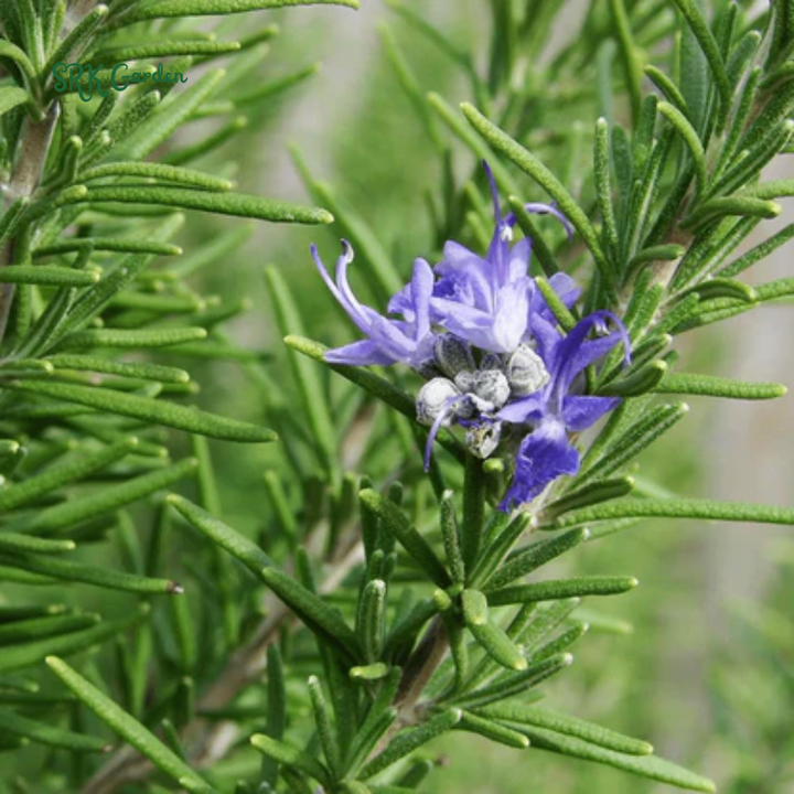 Organic Rosemary Seeds | 50 Seeds
