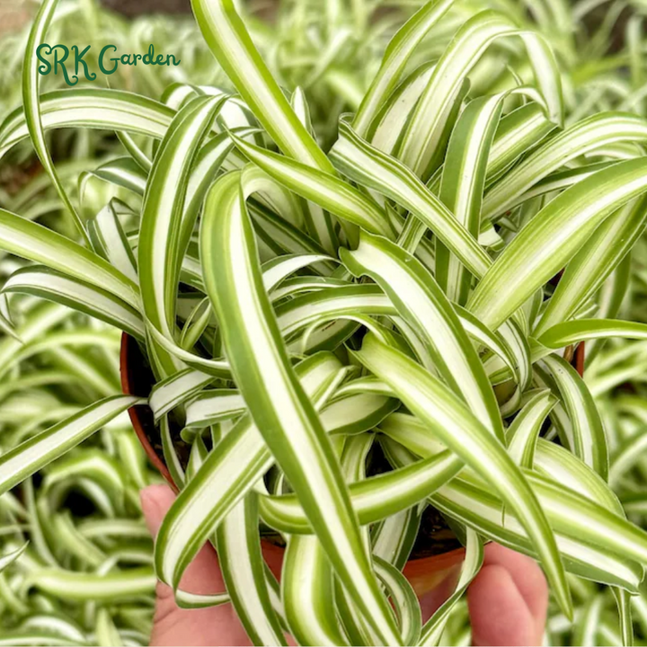 Curly Spider Plant "Bonnie", Chlorophytum Comosum, Indoor Plant, Live Plant in 4" pot
