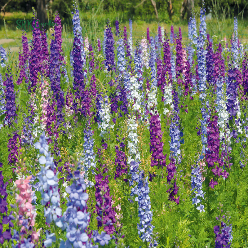 Larkspur Seeds - Giant Imperial Mix 250 seeds