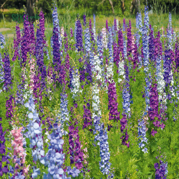 Larkspur Seeds - Giant Imperial Mix 250 seeds