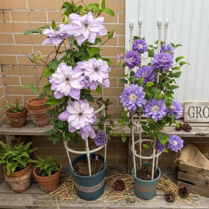 Clematis Seeds – Beautiful Perennial Flowering Climbing Vine