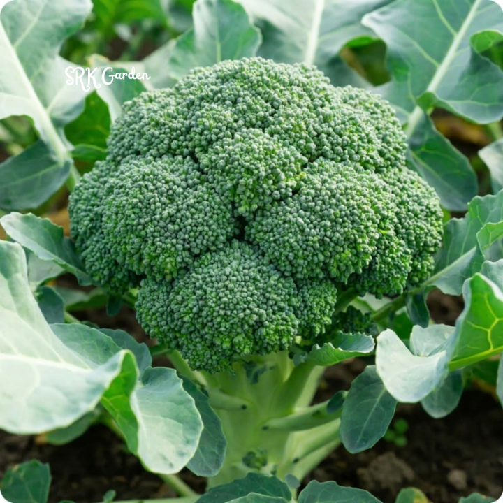 Di Cicco Broccoli Seeds | 200+ Seeds