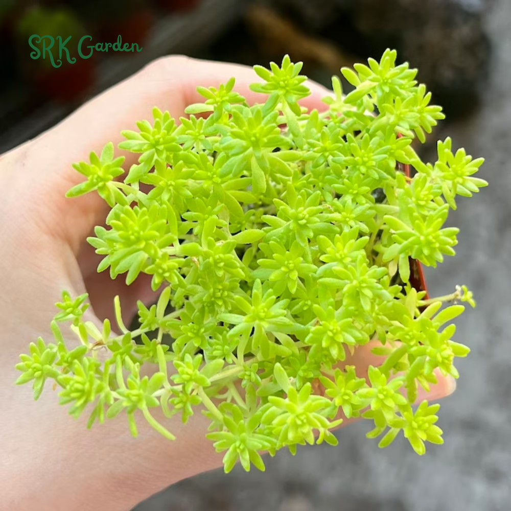 Sedum Tokyo Sun, Yellow Stonecrop, Rare Succulent