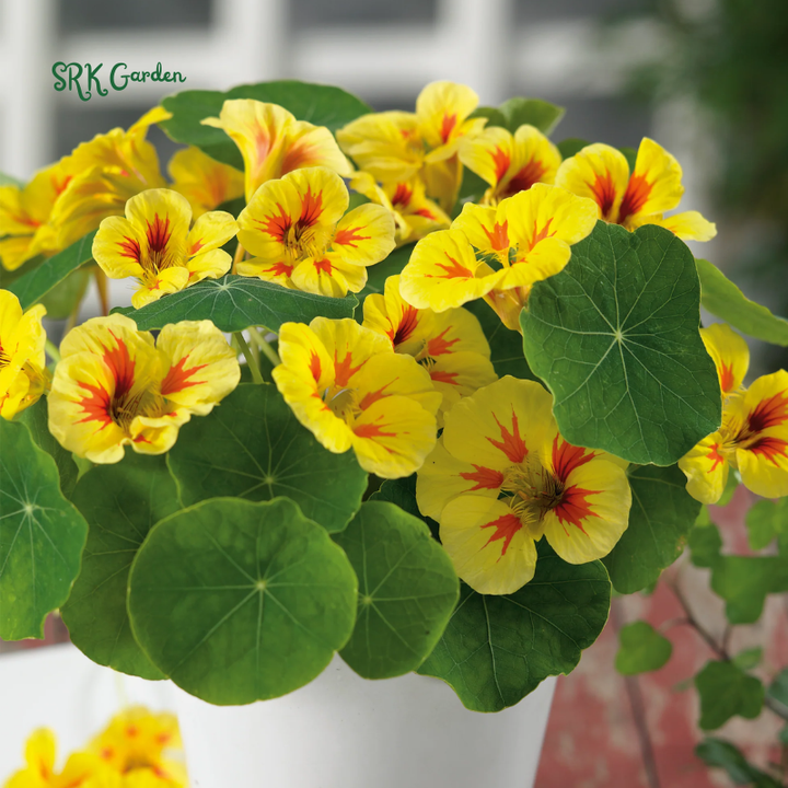 Peach Melba Dwarf Nasturtium Seeds | 25 Seeds