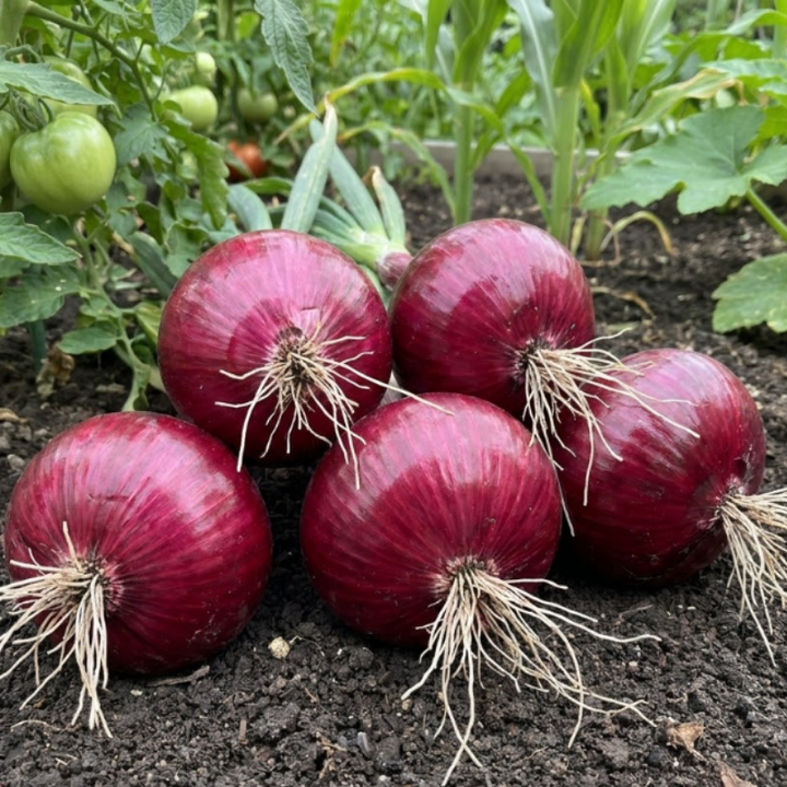 Yellow & Red Onion Seeds – Utah Yellow & Red Creole