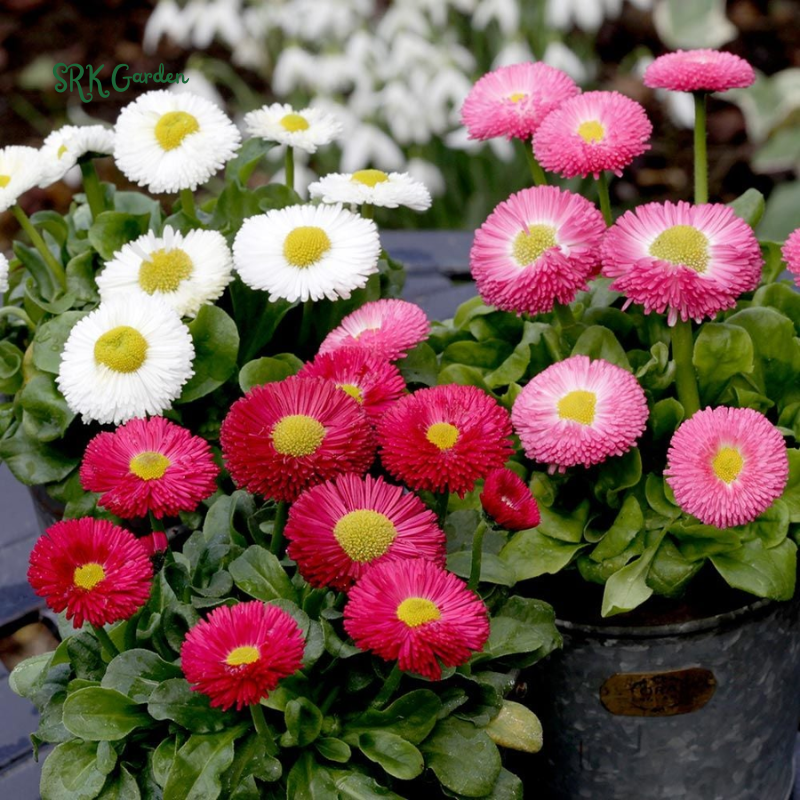 Bellis English Daisy Seeds - Pink, White, Red Mix | 200 Seeds