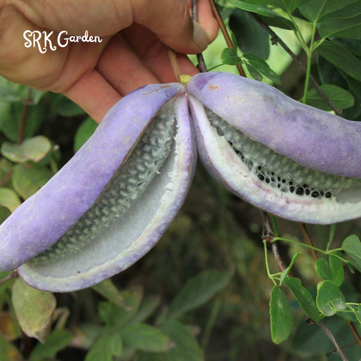 Chocolate Vine Plant Seeds (100 Seeds) Akebia for Outdoor Garden