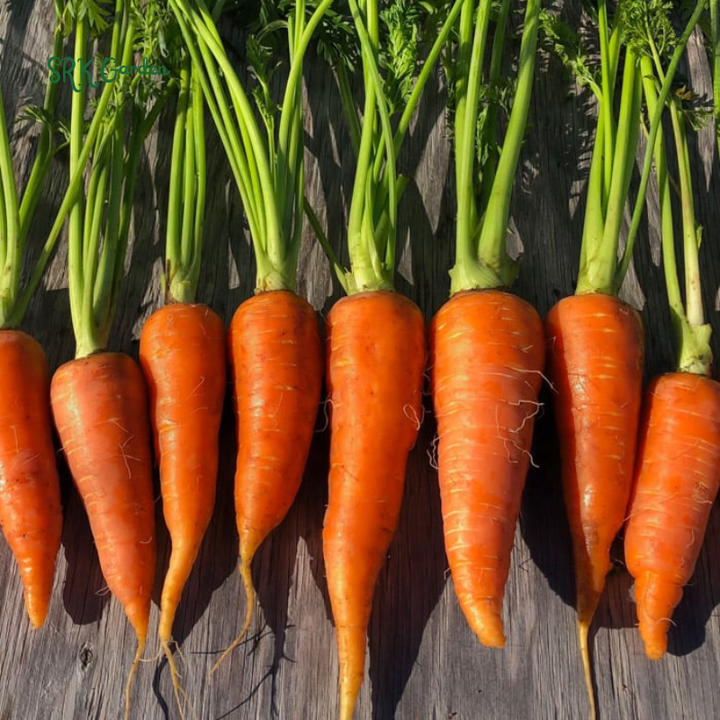 Carrot Seeds - Danvers 126 | 150 Seeds