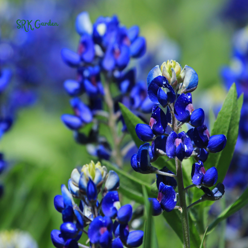 Texas Bluebonnet Seeds | 50 Seeds