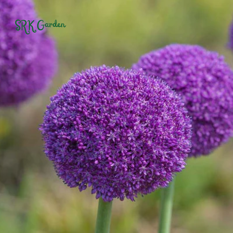 10 Giant Ball Onion Allium Christophii Bulbs