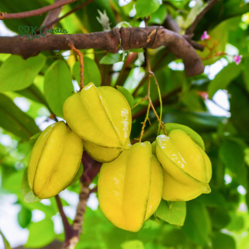Star Fruit Averrhoa Carambola Bell Seedling Potted Starfruit Plant Tree
