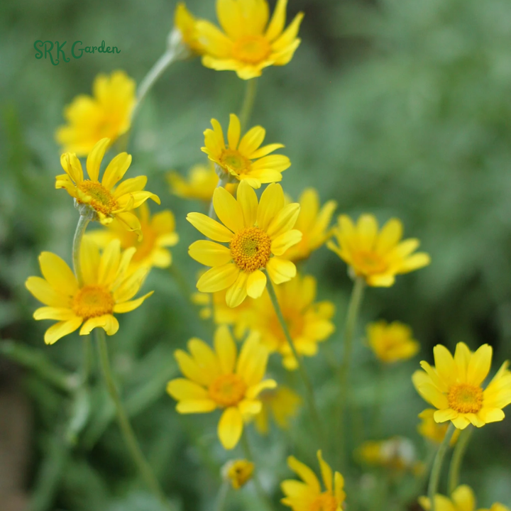 Oregon Sunshine Seeds | 100 Seeds