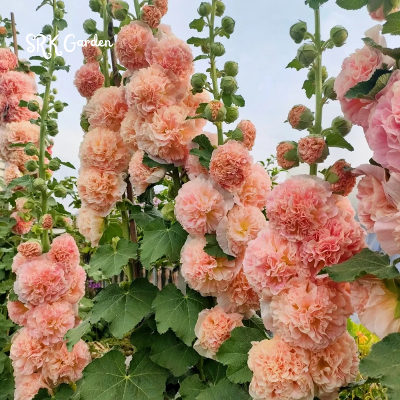 200+ Hollyhock Seeds Carnival Mix Giant Mallow Double Hollyhock Flowers Seed
