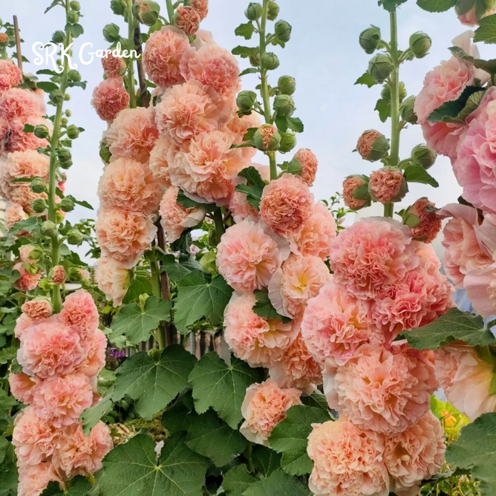 200+ Hollyhock Seeds Carnival Mix Giant Mallow Double Hollyhock Flowers Seed