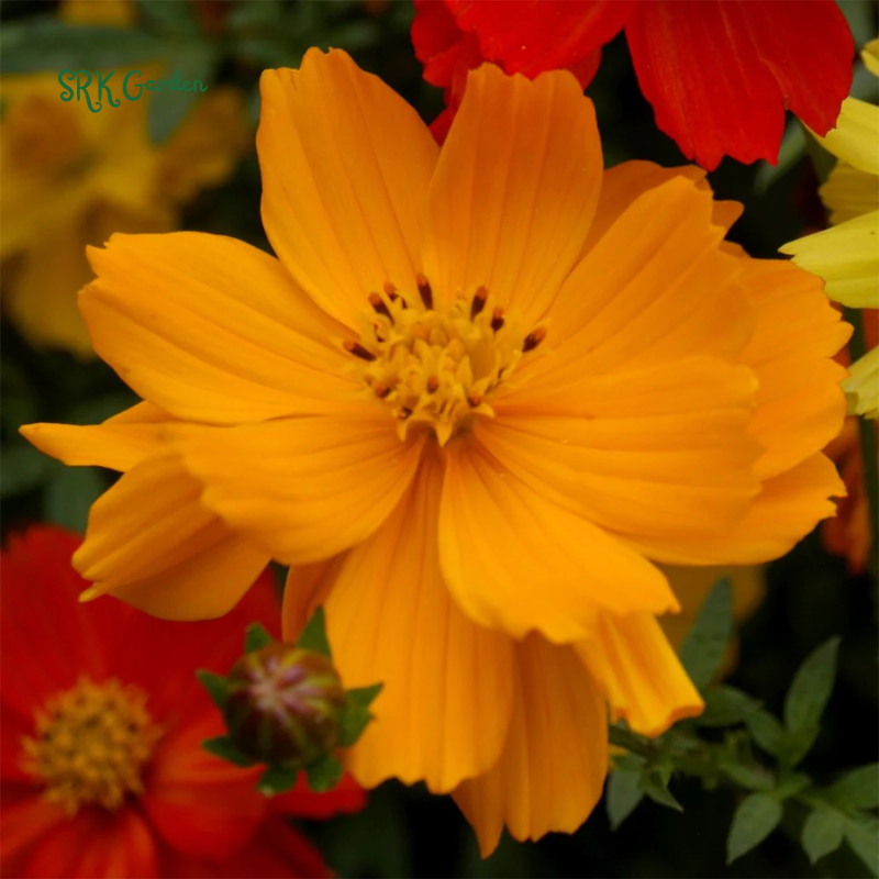 Sulphur Bright Lights Mix Cosmos Seeds | 100 Seeds
