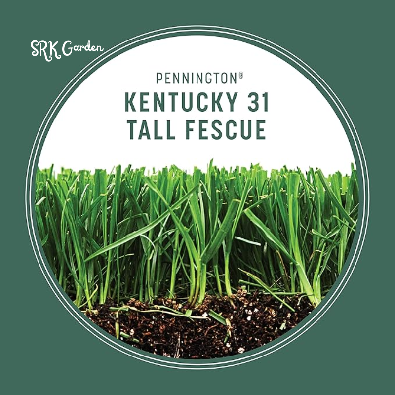 Fescue Penkoted Grass Seed 3 lb