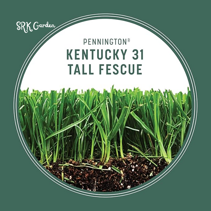 Fescue Penkoted Grass Seed 3 lb
