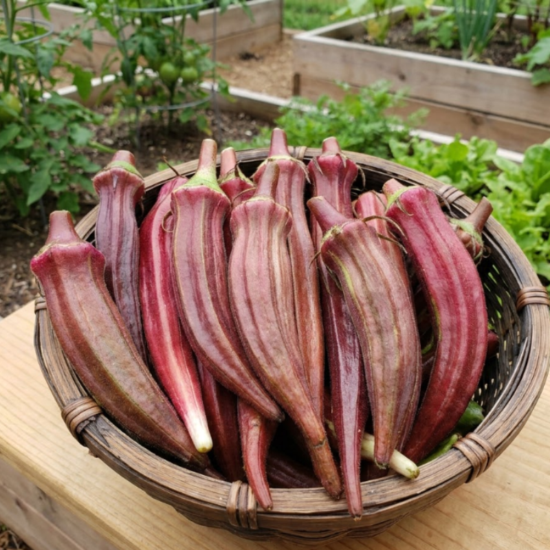 Red & Green Okra Seeds – Red Burgundy and Clemson Spineless