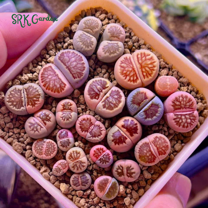 Pack of 10 Live Small Exotic Lithops Random Color 0.3" to 0.7" size
