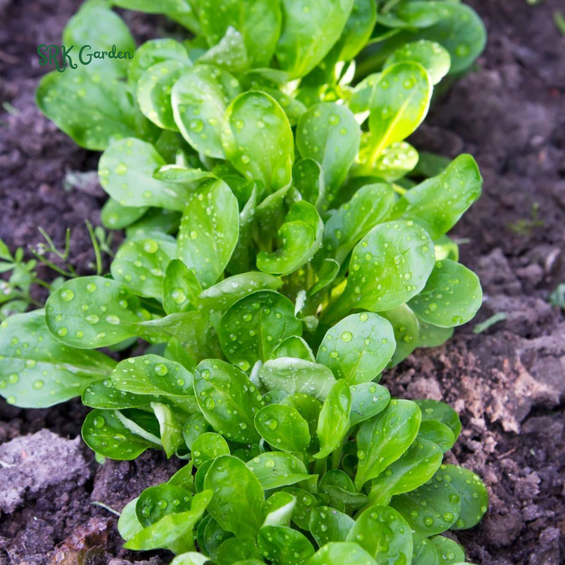 Dutch Corn Salad Seeds | 200 Seeds