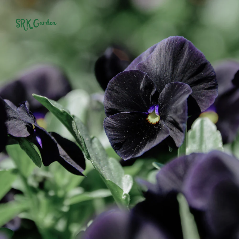 Viola Seeds - Sorbet Series - Black Delight 25 seeds