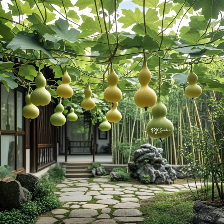 20 Miniature Bottle Gourd Seeds