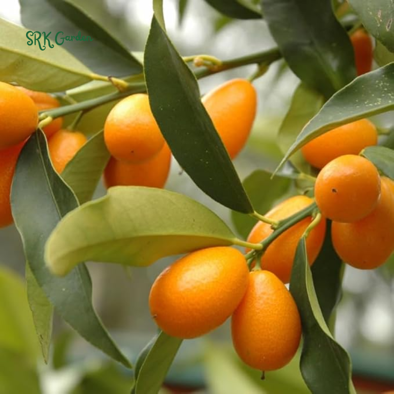 Kumquat Tree Starter Plant. Fortunella Margarita. 3" - 5"
