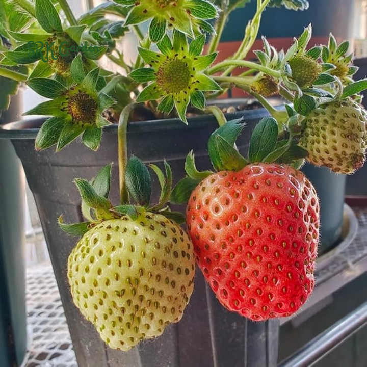 Strawberry Plants - Great for Planters - Day Neutral (Heavy Producer) - Bare Root