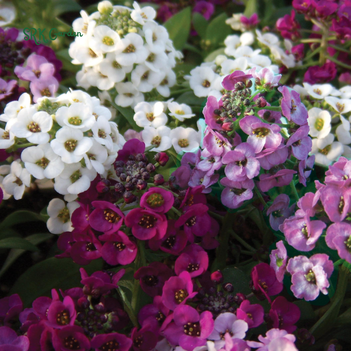 ALYSSUM SEEDS - Rosie Purple 1500 Seeds