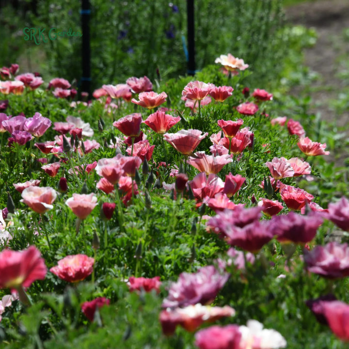 Silky Chiffon Poppy Seeds - Appleblossom | 100 Seeds