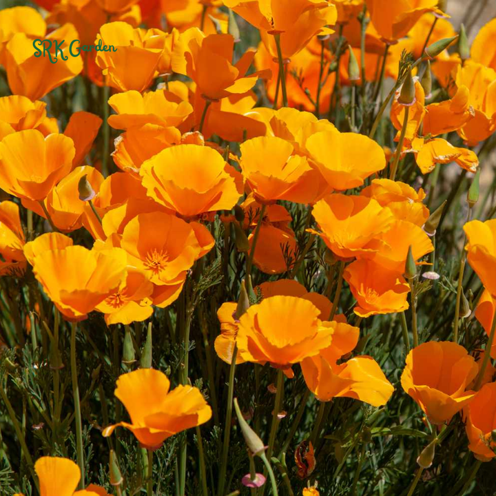 Orange California Poppy Seeds | 500 Seeds
