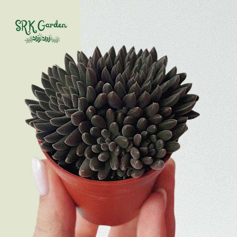 Black Sea Urchin, Sinocrassula Yunnanensis, Rare succulent in 2" pot