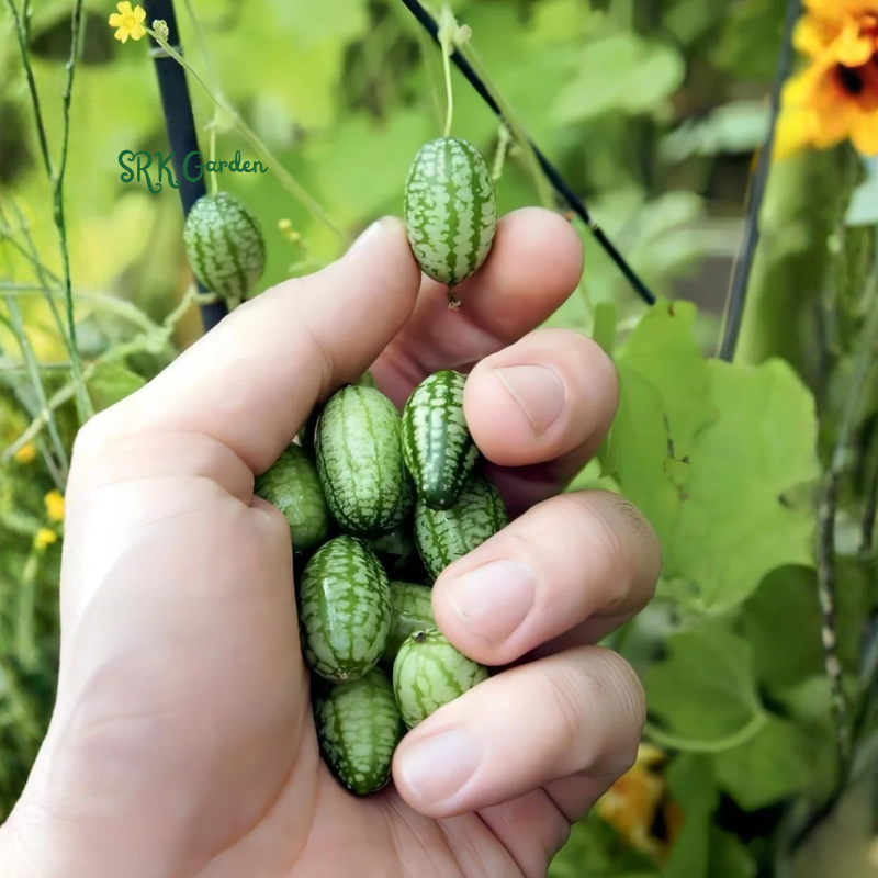 10+ Cucamelon Mouse Melon Seeds