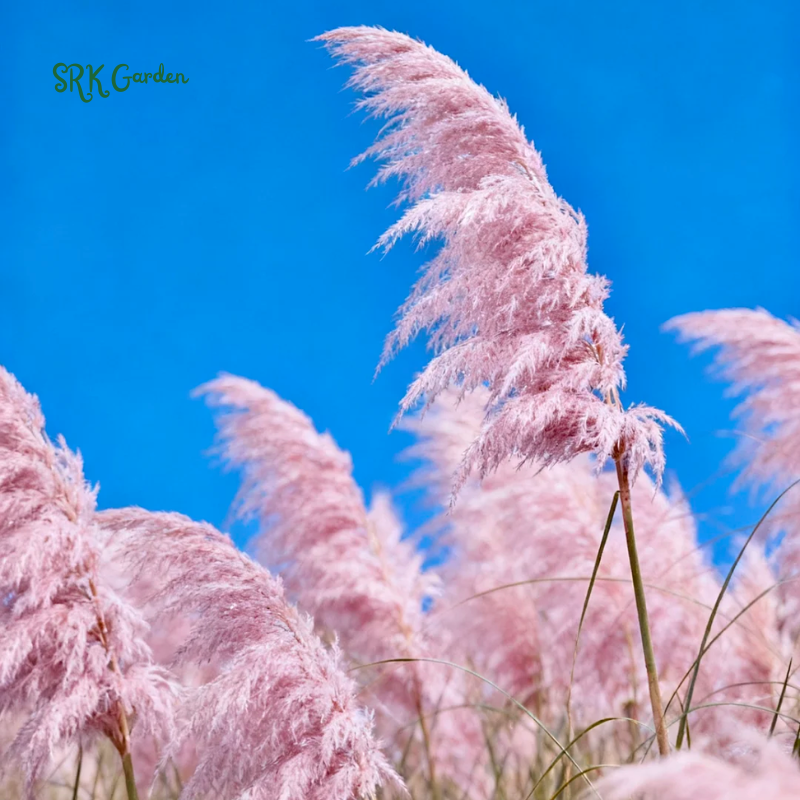 Pink Pampas / White Pampas Grass Seeds | 100 Seeds
