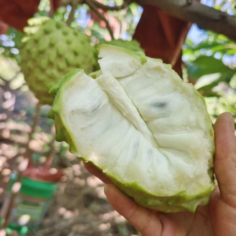 Bumpo Cherimoya Live Tree – Rare Sweet Custard Fruit Plant for Home Garden