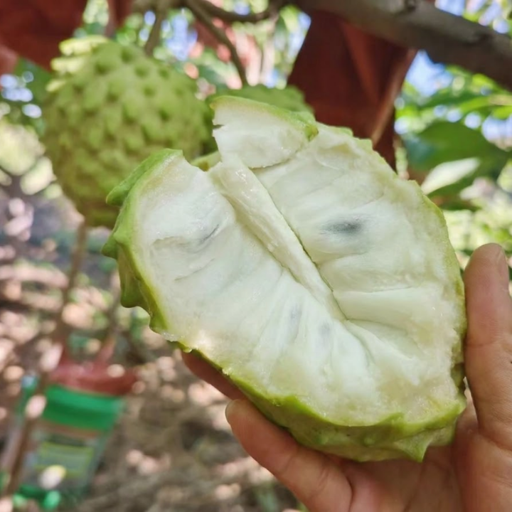Bumpo Cherimoya Live Tree – Rare Sweet Custard Fruit Plant for Home Garden
