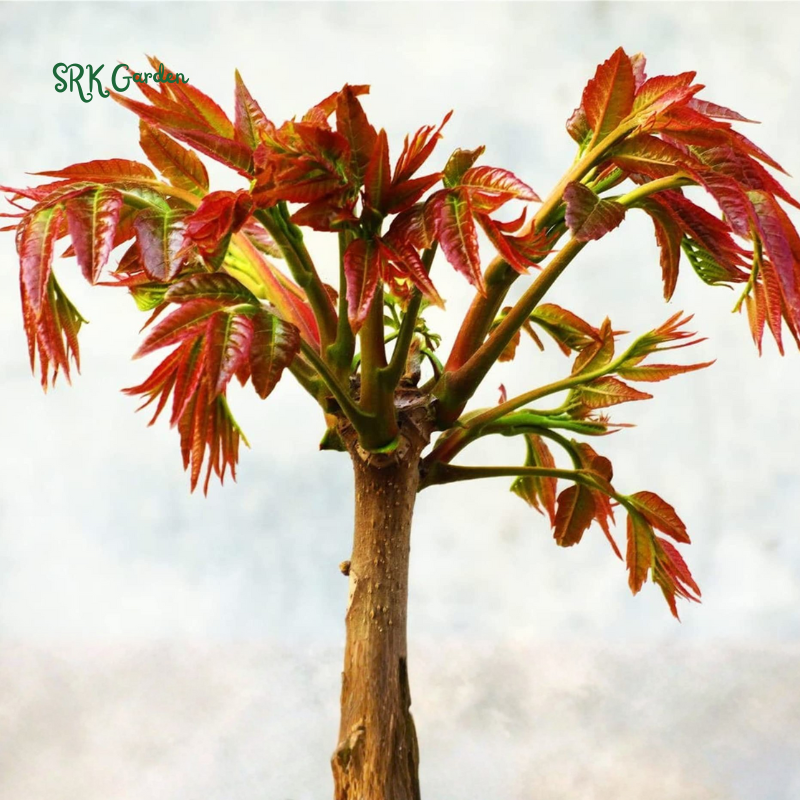 Chinese Toon Seeds | 20 Seeds