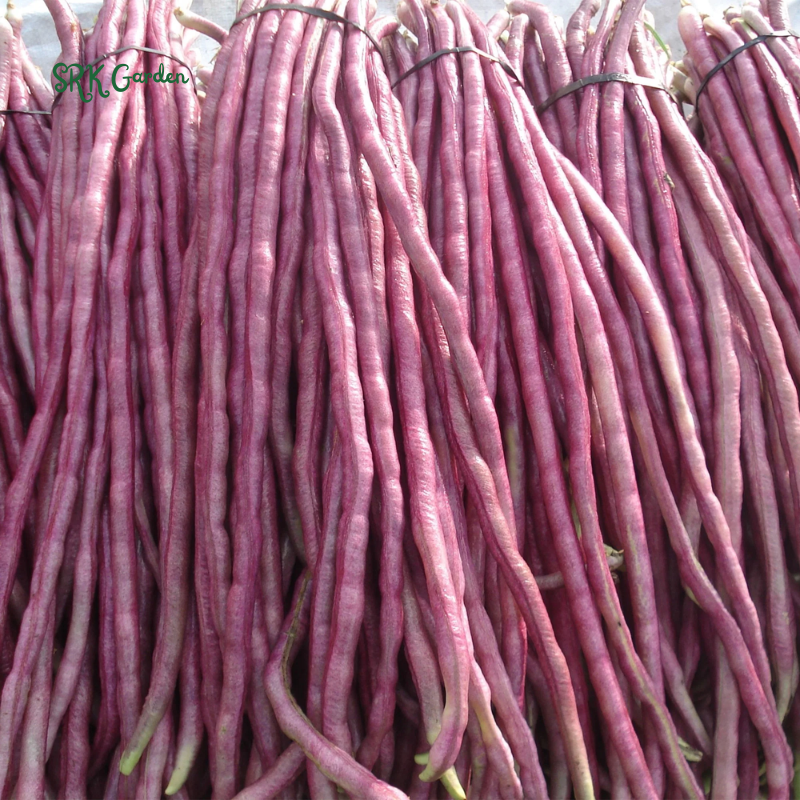 Purple Mart Tsu In Yard Long Bean Seeds | 10 Seeds