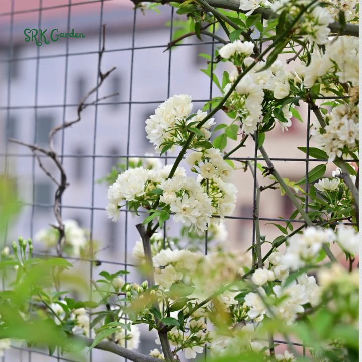 Yellow Lady Banks Climbing Rose Live Plants