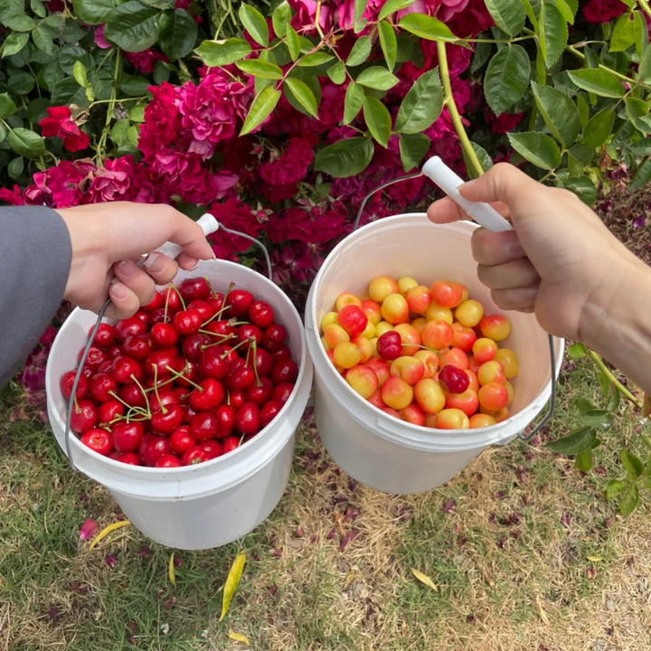 Dwarf Cherry, BigBerry Sweet Cherry Plant Live Fruit Tree | 19" tall