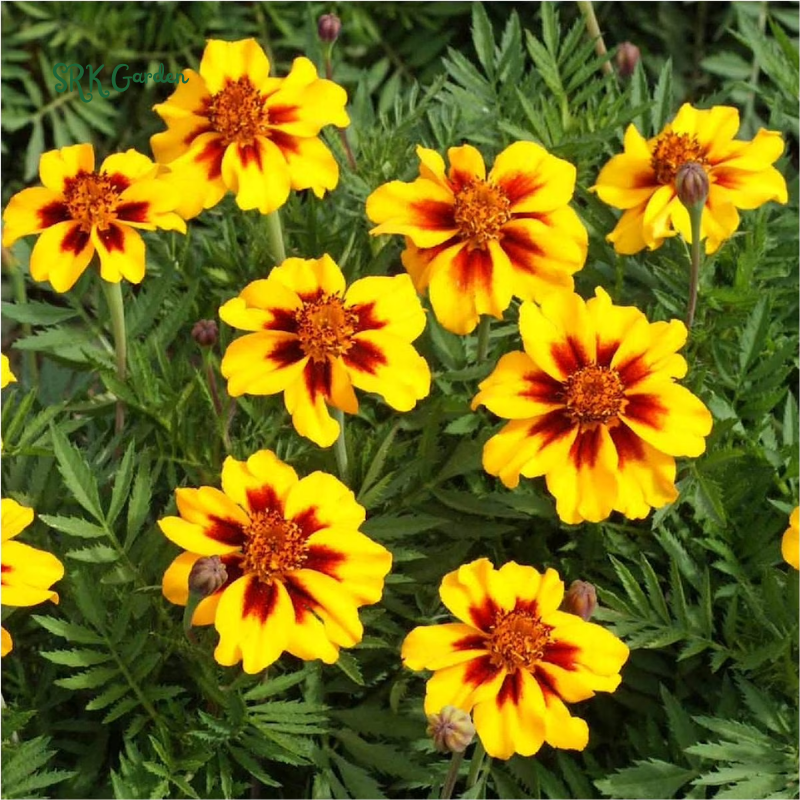 Dainty Marietta French Marigold Seeds | 200 seeds