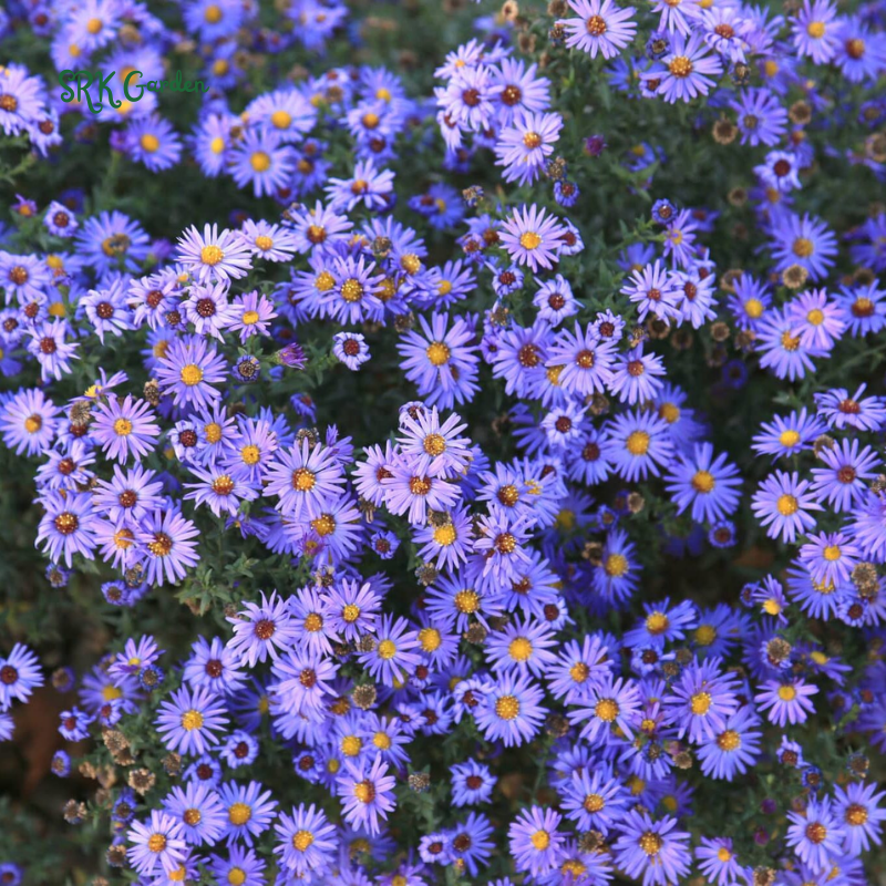 Smooth Blue Aster Seeds | 500 Seeds