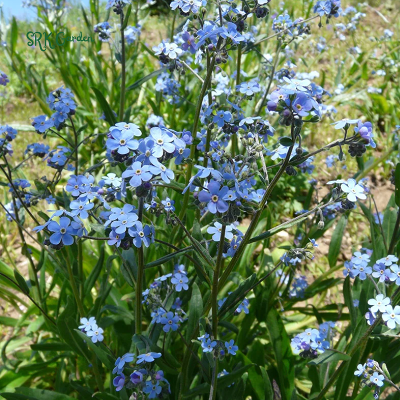 Chinese Forget Me Not Seeds | 150 Seeds