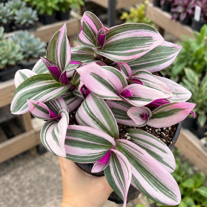 Pink wandering jew plant 4" pot