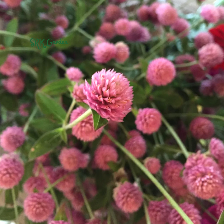25+ Raspberry Cream Gomphrena Seed