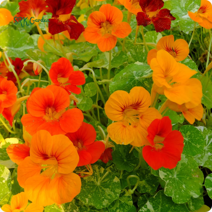Variegated Alaska Mix Nasturtium Seeds  | 25 seeds