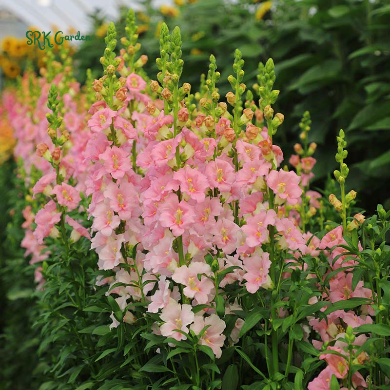 Chantilly Light Pink Snapdragon Seeds | 30 Seeds