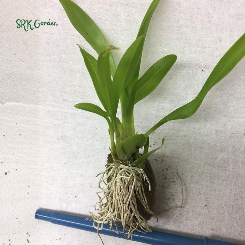 Oncidium orchid twinkle " Pink profusion"| 1 pcs