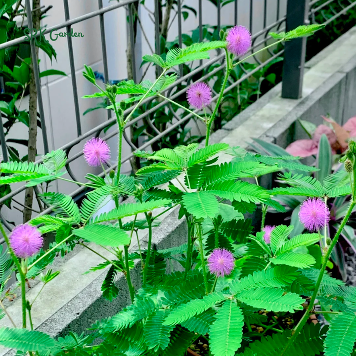 Sensitive Plant Mimosa Pudica Seeds