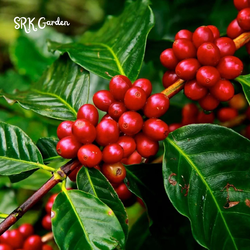 Arabica Coffee Plant in 4 inch pot